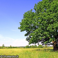 W jaki sposób naturalny klej wpływa na chemię atmosfery