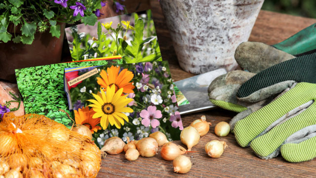 Saatgut, Steckzwiebeln und Gartenwerkzeug