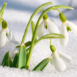 Spring snowdrop flowers Już za kilka tygodni nadejdzie pracowity okres dla wszystkich ogrodników
