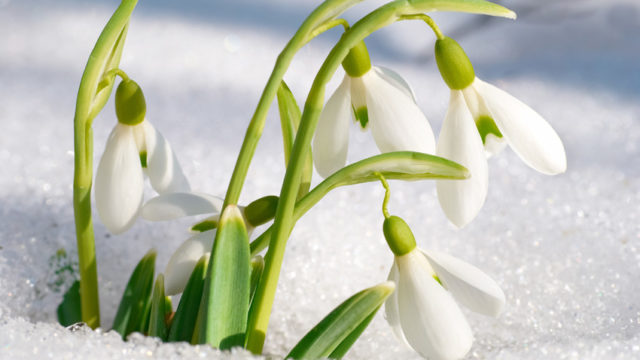 Spring snowdrop flowers