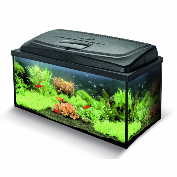 Podwodny świat na wyciągnięcie ręki - jak zostać akwarystą? Dom, LIFESTYLE - Akwarystyka to doskonałe hobby zarówno dla najmłodszych, jak i dla całej rodziny. Aby jednak bez niepotrzebnych kłopotów dołączyć do grona akwarystów należy najpierw zakupić akwarium wraz z niezbędnym wyposażeniem technicznym.