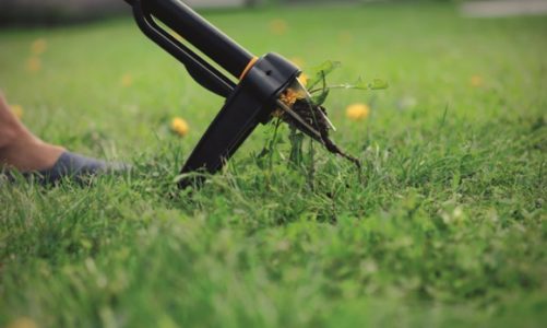 Łatwo, szybko i ekologicznie – usuwanie chwastów z trawnika przy pomocy wyrywacz