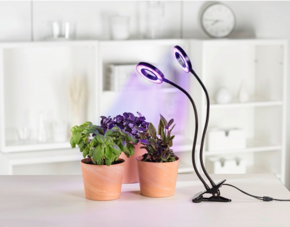 Sposób na piękne rośliny jesienią i zimą – znasz go? Dom, LIFESTYLE - Rośliny wymagają odpowiedniego oświetlenia o każdej porze roku. O ile wiosną czy latem wystarczają im promienie słoneczne, które wpadają do pomieszczenia, tak jesienią czy zimą należy zapewnić im dodatkowe źródło światła, dzięki któremu będą mogły się prawidłowo rozwijać.