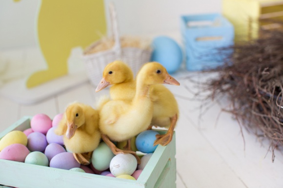 Dom, LIFESTYLE - Choć Wielkanoc w tradycyjnym polskim wydaniu wymagają dużej dozy pracy (i kalorii!), przy zastosowaniu kilku prostych trików, można wyczarować menu w zdrowszej wersji oraz zmienić ten czas w przyjemne dni, bez niepotrzebnego zmęczenia.