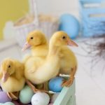 Wielkanoc w nowoczesnym stylu, czyli jak przygotować nieco lżejsze święta bez wy