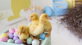 Dom, - Choć Wielkanoc w tradycyjnym polskim wydaniu wymagają dużej dozy pracy (i kalorii!), przy zastosowaniu kilku prostych trików, można wyczarować menu w zdrowszej wersji oraz zmienić ten czas w przyjemne dni, bez niepotrzebnego zmęczenia.