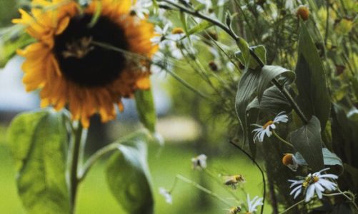 Siej kwiaty, pomagaj pszczołom!