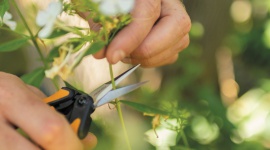 Kwiaty cięte z własnego ogrodu Dom, LIFESTYLE - Jeśli chcemy cieszyć się pięknymi bukietami kwiatów z własnego ogrodu pamiętajmy o doborze odpowiednich gatunków roślin do specjalnej rabaty, a także stałej pielęgnacji