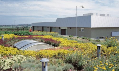 Zielone dachy – mariaż technologii z ekologią